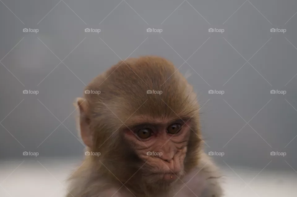 Monkey