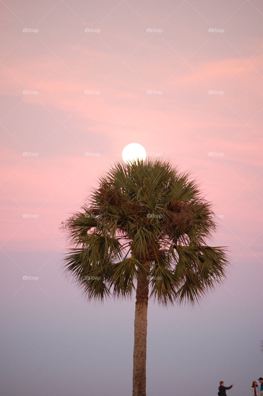 Florida Moon