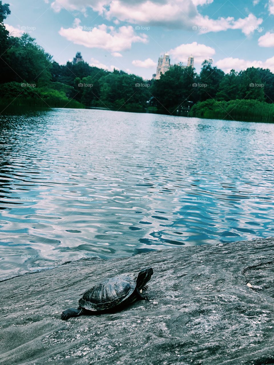 A turtle in the park- Central Park