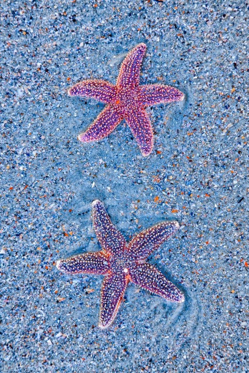 Starfish sea star