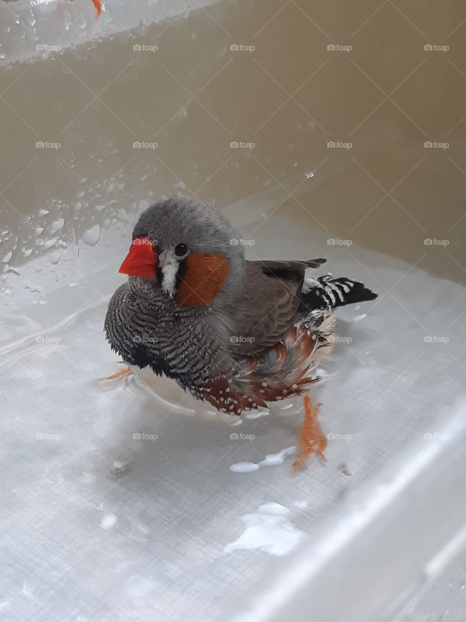 Zebrafinch taking his bath