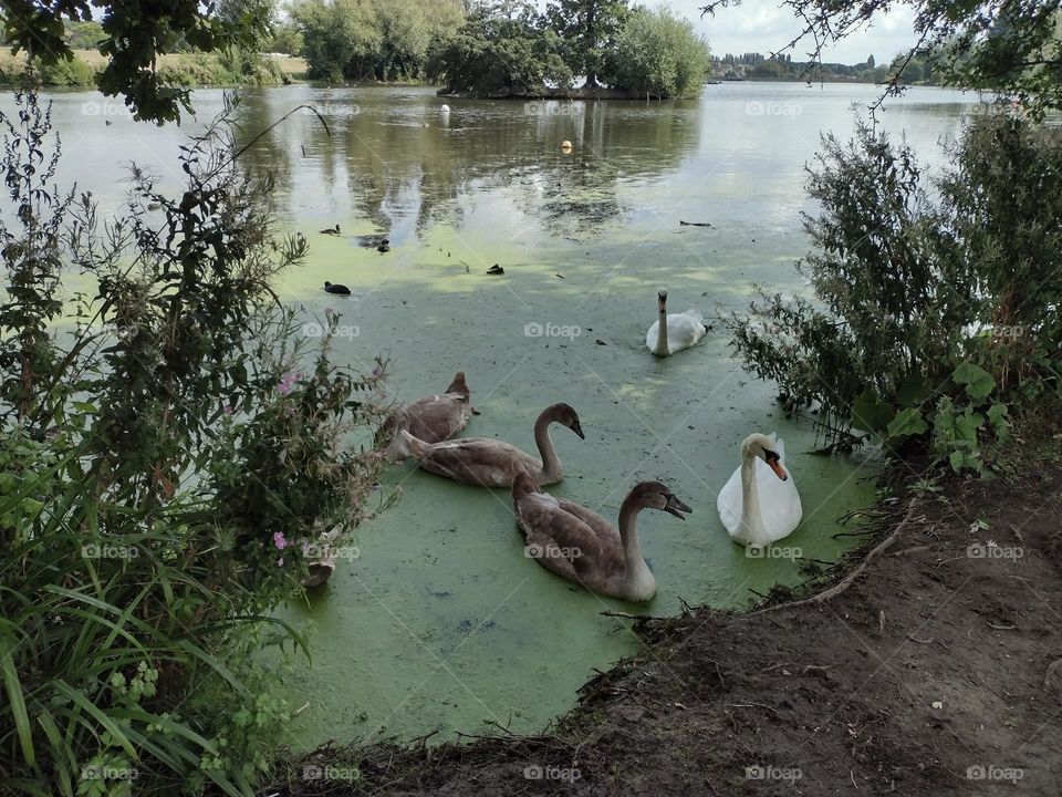 Danson park swans