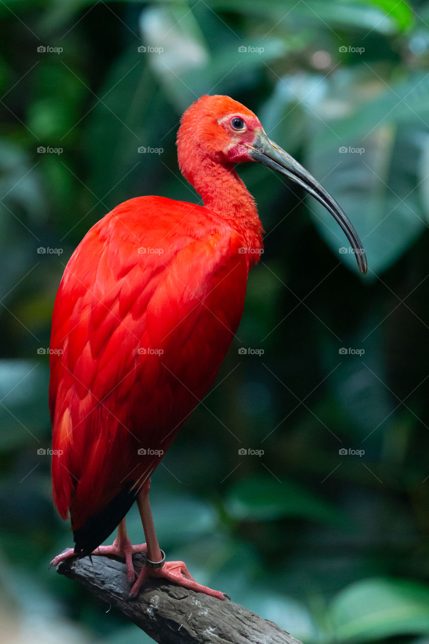 Red ibis bird