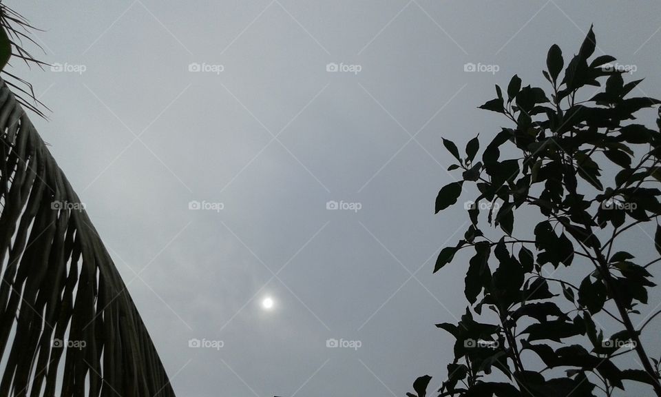 No Person, Leaf, Monochrome, Sky, Tree