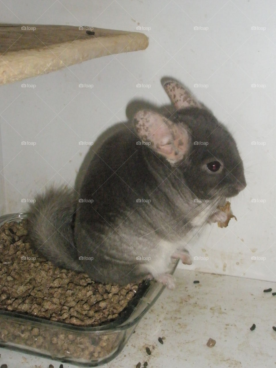 chinchilla in home