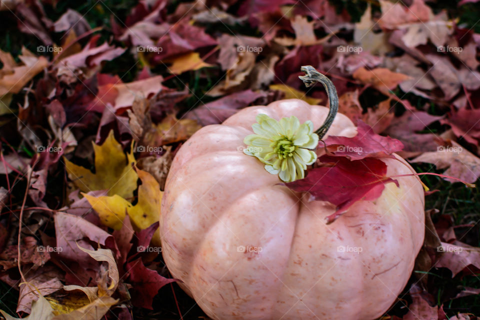 Pink autumn pumpkin decoration on autumn leaves 