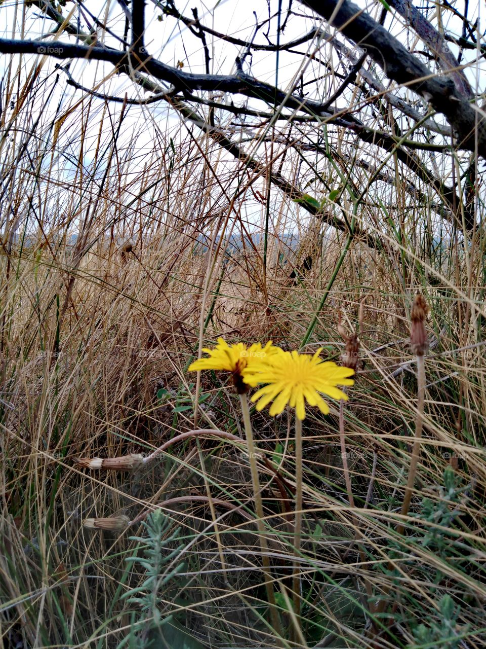 Two autumn dandelions.