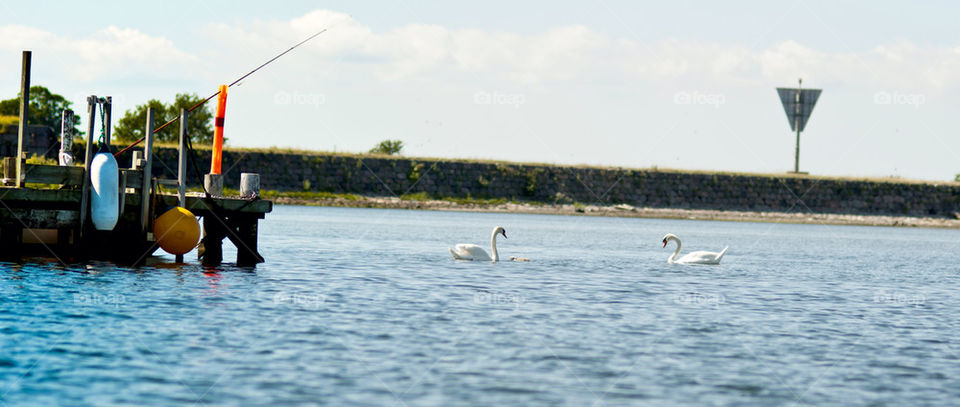 summer water swan vatten by scrooge