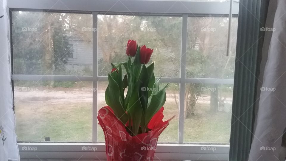 Valentine's day Tulips