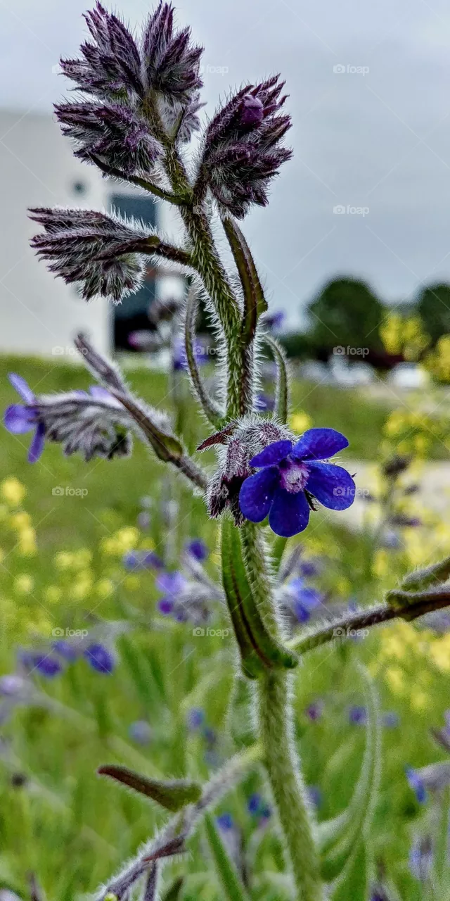nature