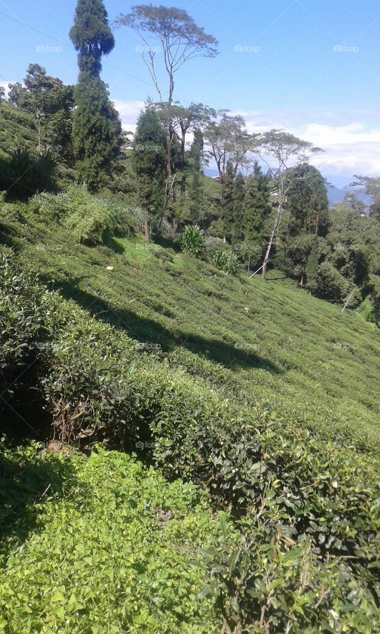 Tea garden