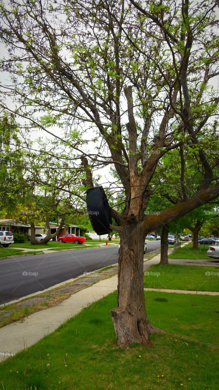 tire in tree  swing