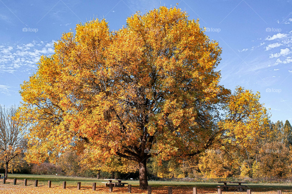 Autumn in the Park. Albany Oregon