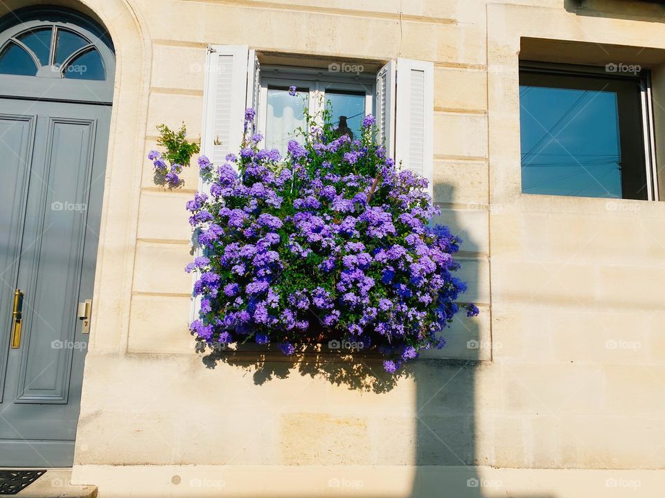 Flower window view . France windows architecture.