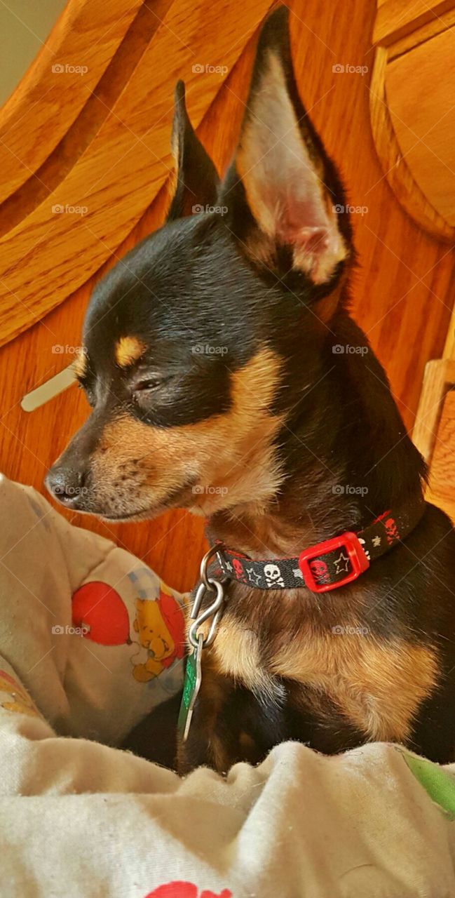 Chihuahua Love