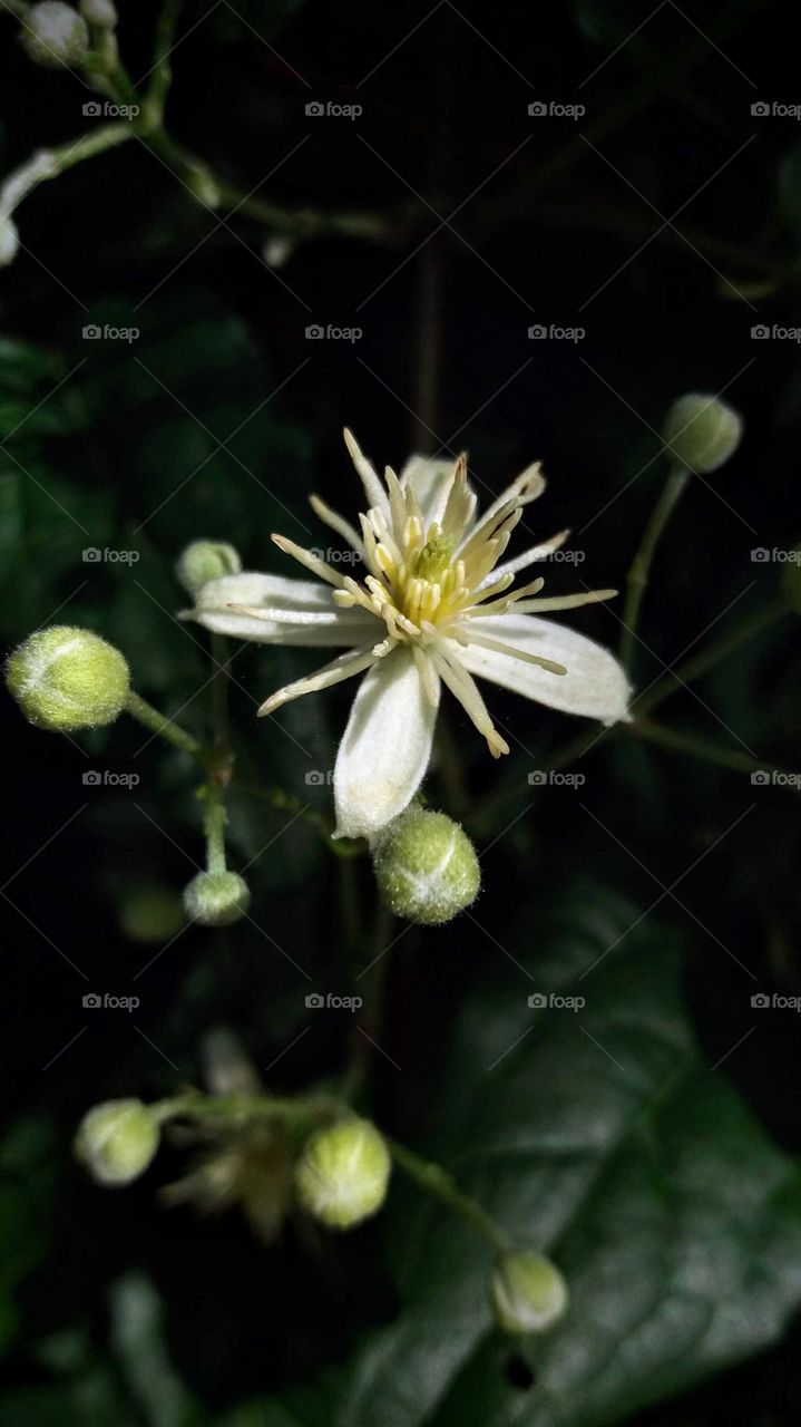 white wild flower