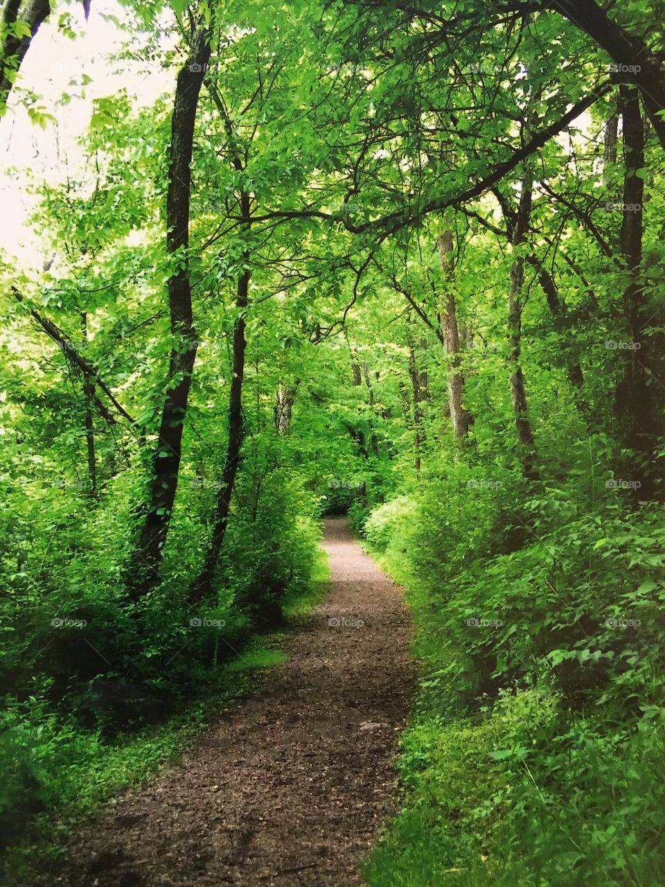 Lush green path
