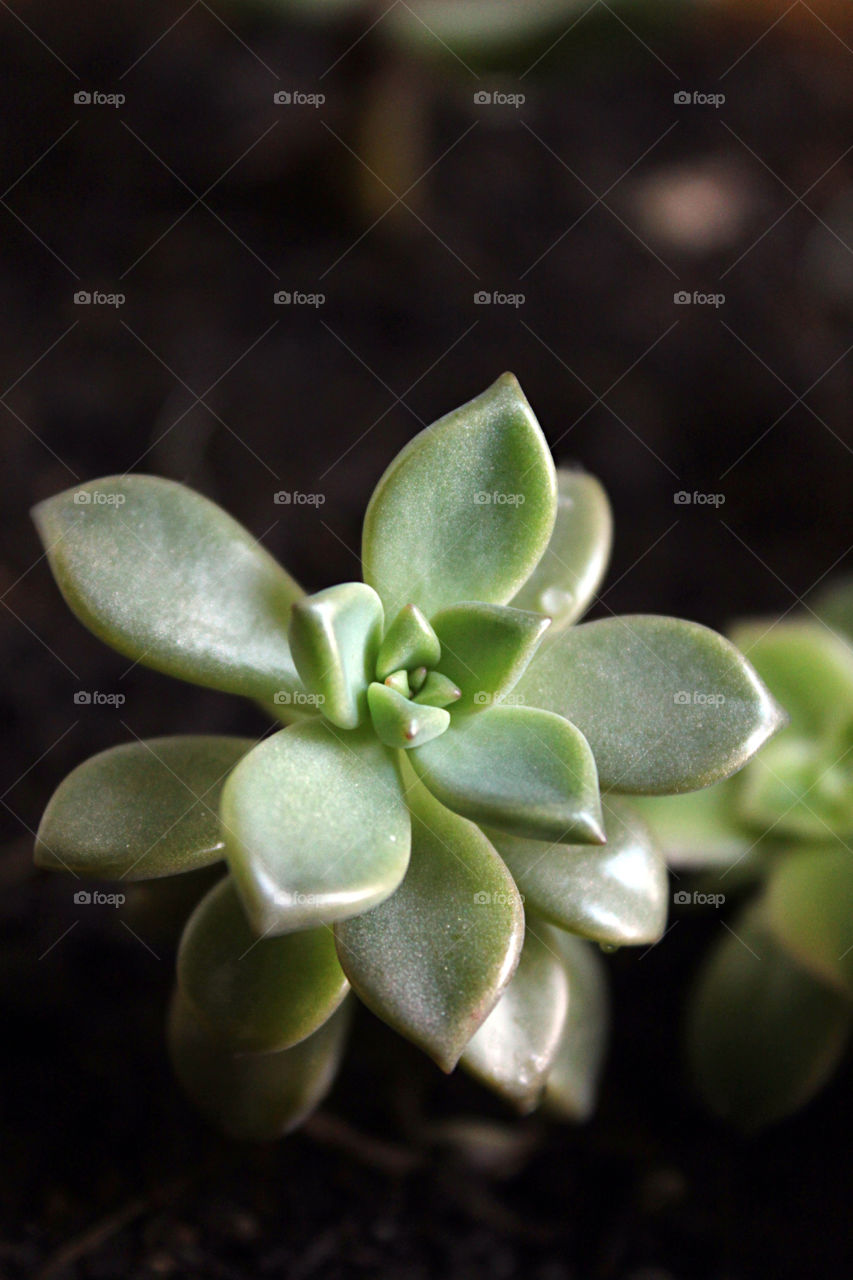 succulent plant