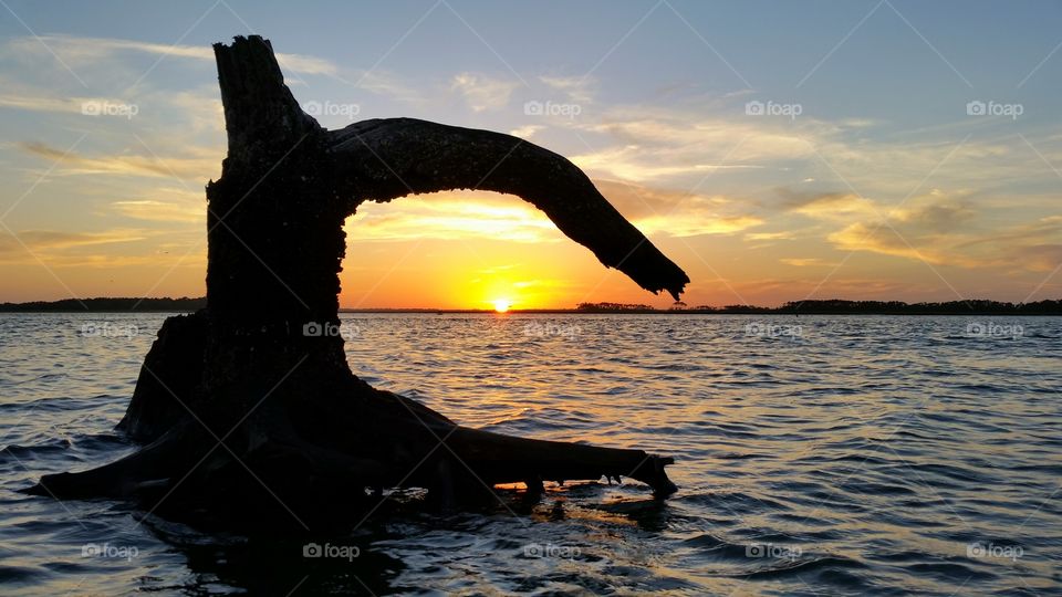 old dead tree