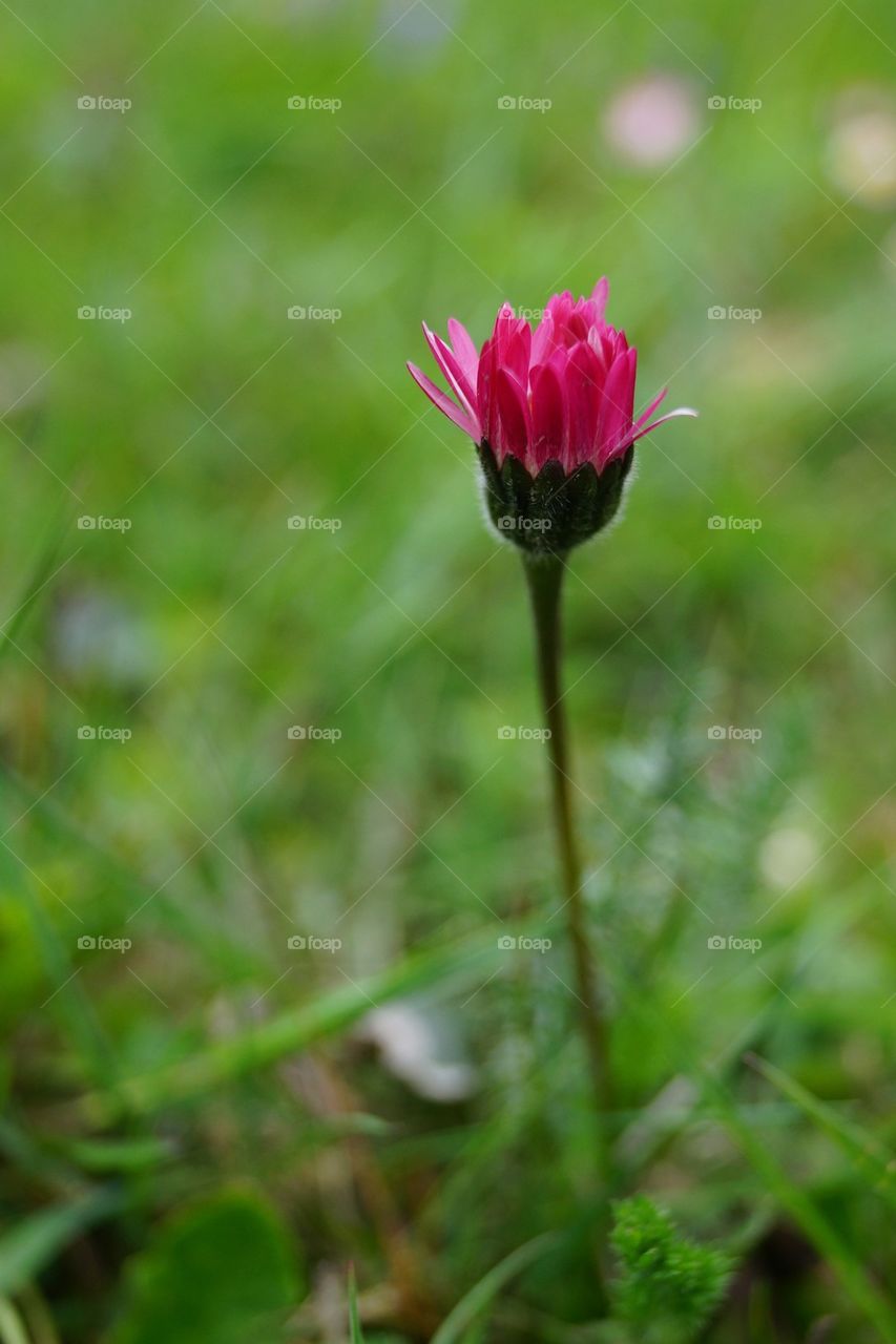 Pâquerette rose bouton