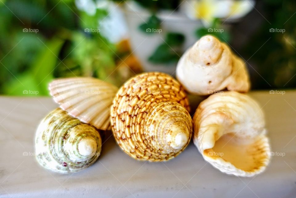 Conch seashells