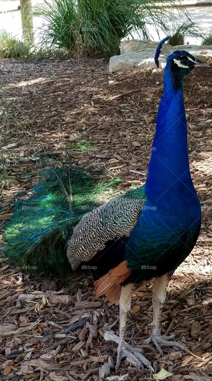 Bird, Peacock, Zoo, Wildlife, Nature
