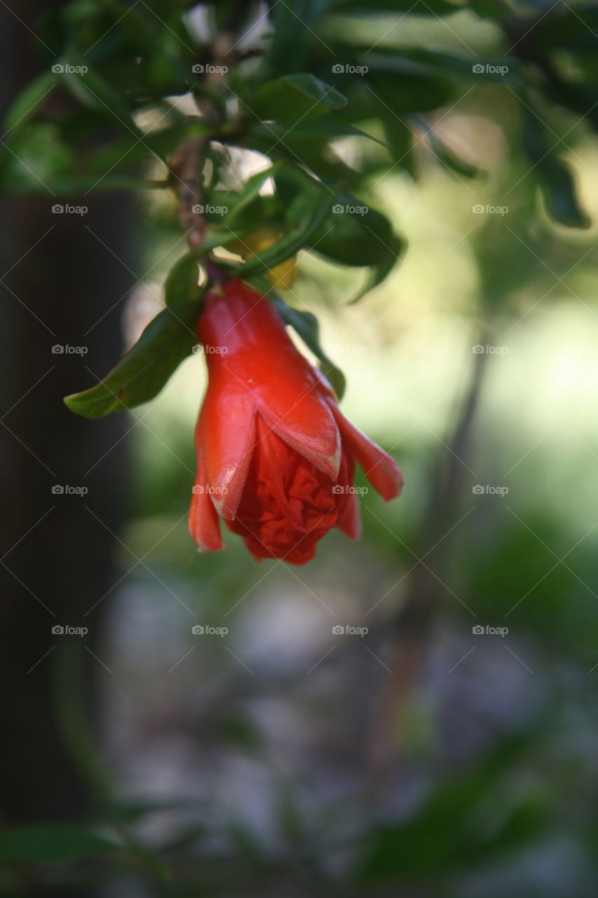 Coral bloom starting to flower which will give rise to crimson pomegranate fruit 