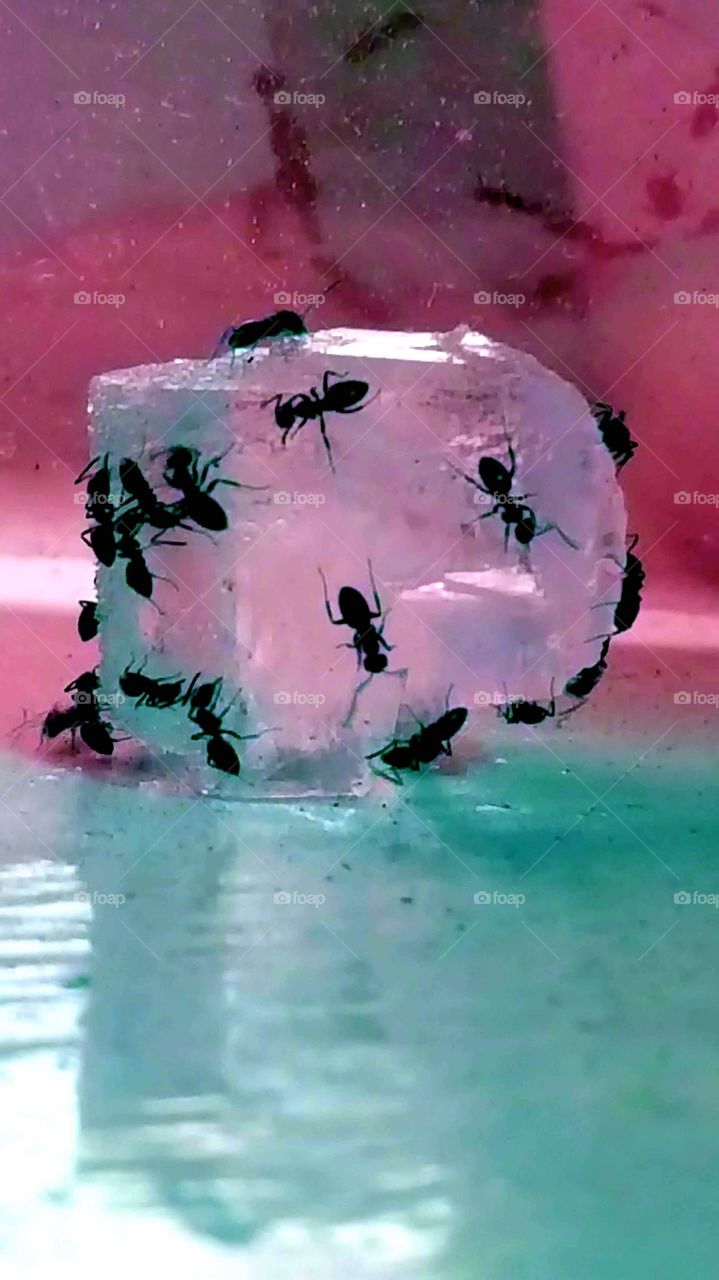Ants Like Sugar