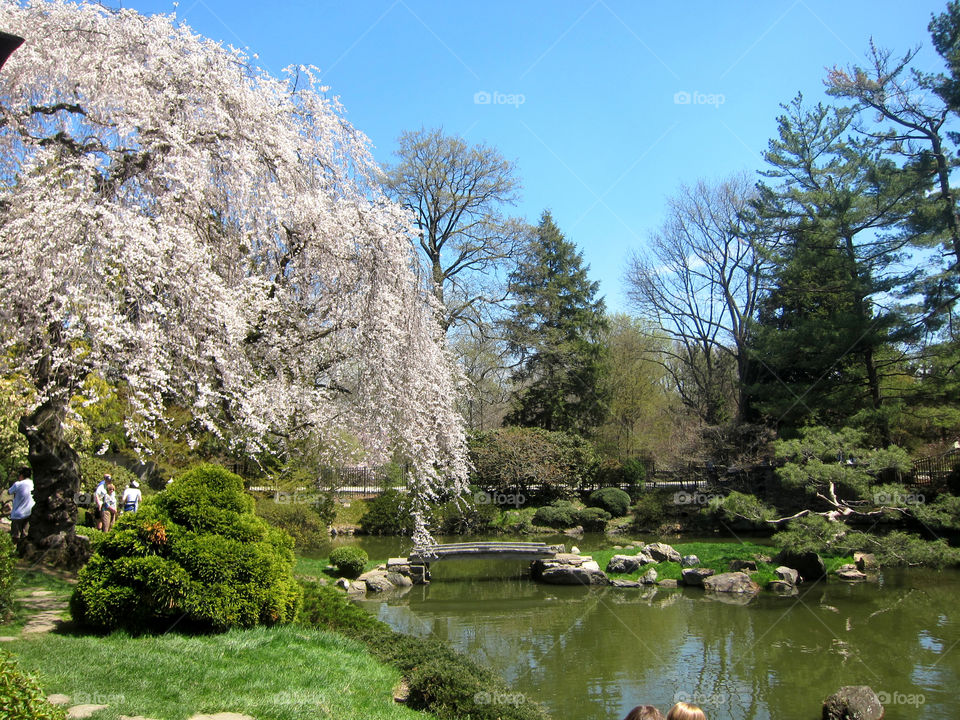 A beautiful white tree in the springtime by a lake with stones and rocks all around, and tall trees growing new green leaves on a wonderful evening. 