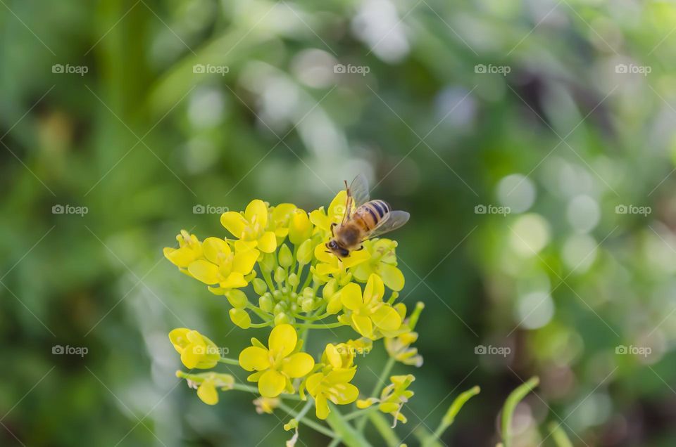 Bees On Pack Choi Blossom