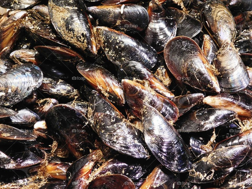 mussels