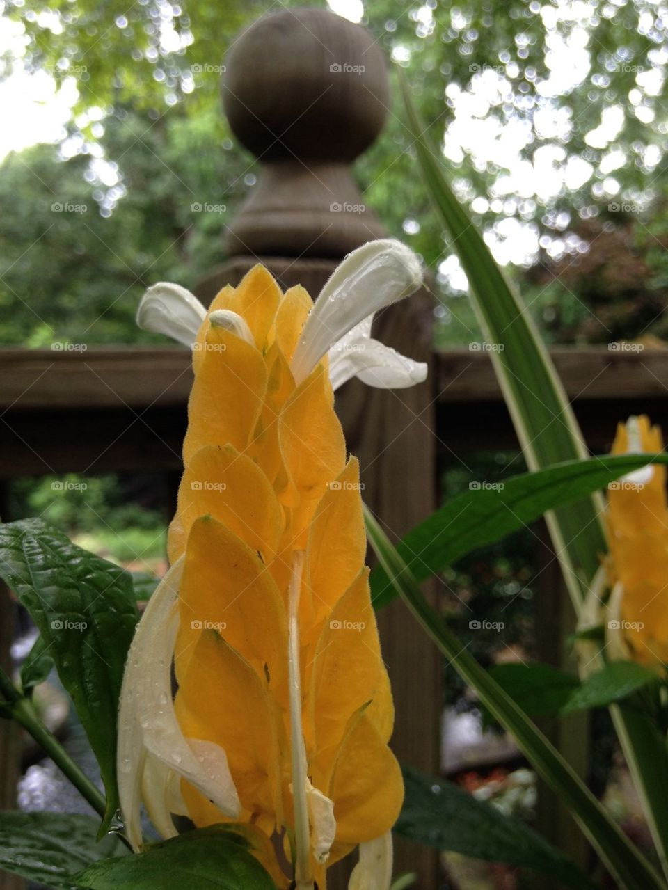 Yellow flower close up