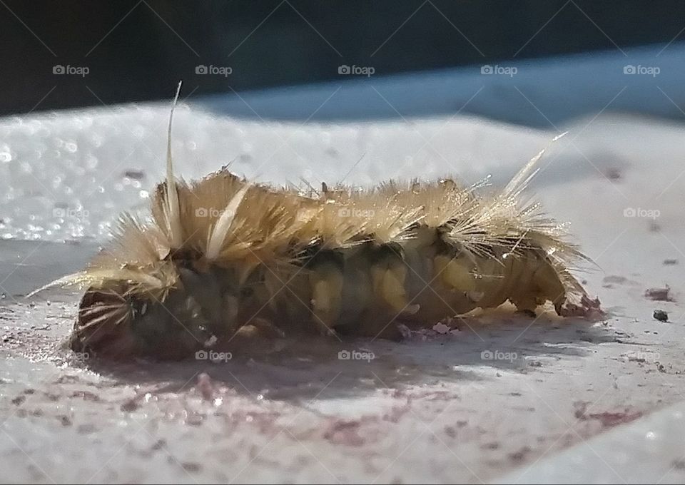 Winter caterpillar in Texas