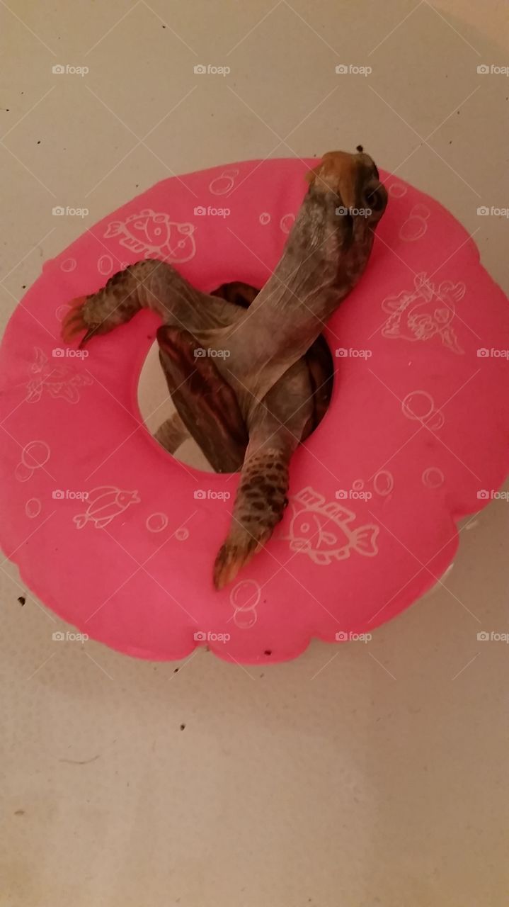 Tubin Turtle. This is my pet turtle Murdle. I've had him since elementary school. I use to play with him in my barbie pool when he started swimming in this inner tube