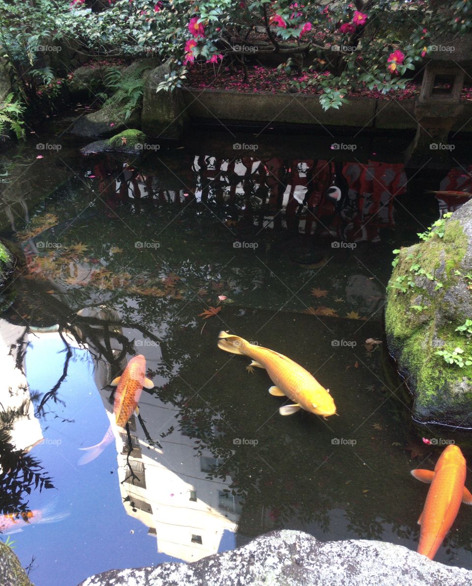 Carps in a pond