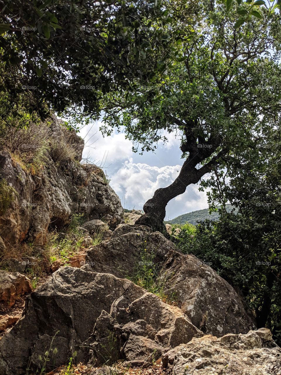 Amazing view of a tree in top of a rock