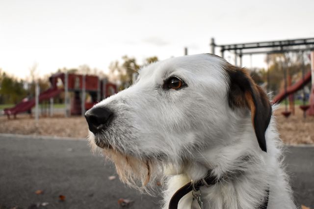 Cute dog at playground 