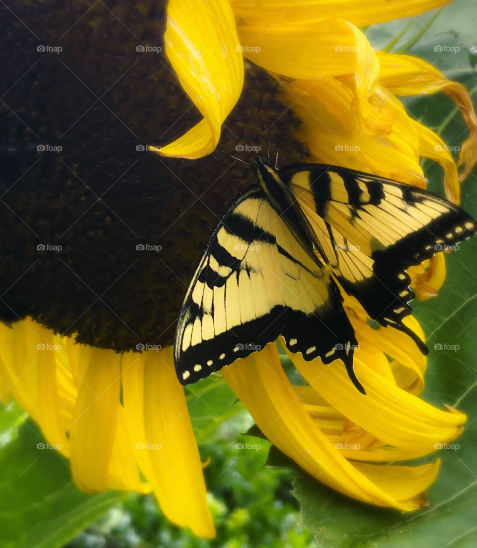 swallowtail butterfly on sunflower 