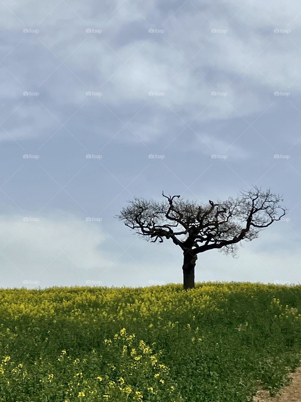 A beautiful, unique shaped tree that almost looks like it’s reaching out and supporting the sky. A field full of yellow flowers, a beautiful English countryside view.