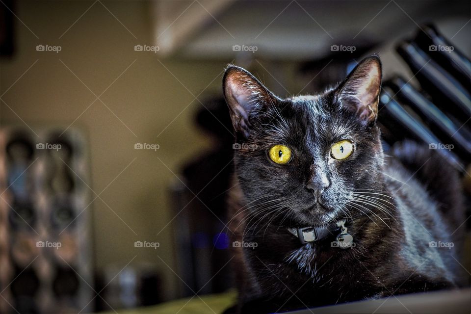 Black cat sitting on counter