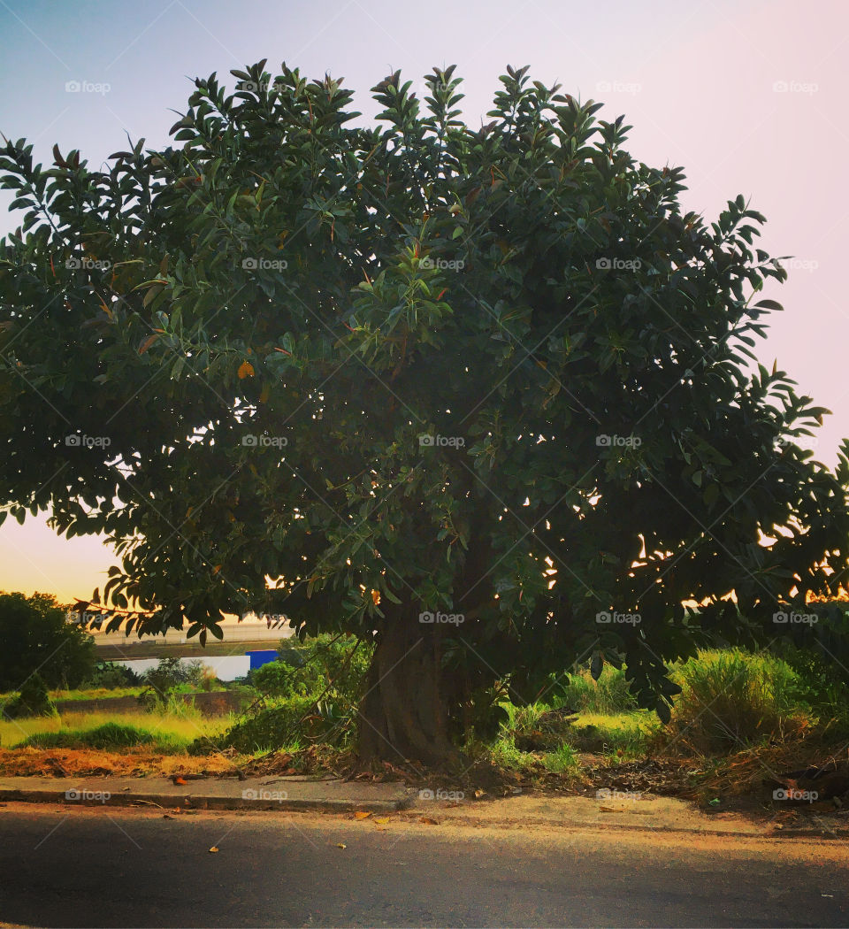 A very beautiful dawn in Jundiaí, interior of Brazil.  How not to be inspired by the beauty of nature? / Um amanhecer muito bonito em Jundiaí, interior do Brasil. Como não se inspirar com a beleza da Natureza?