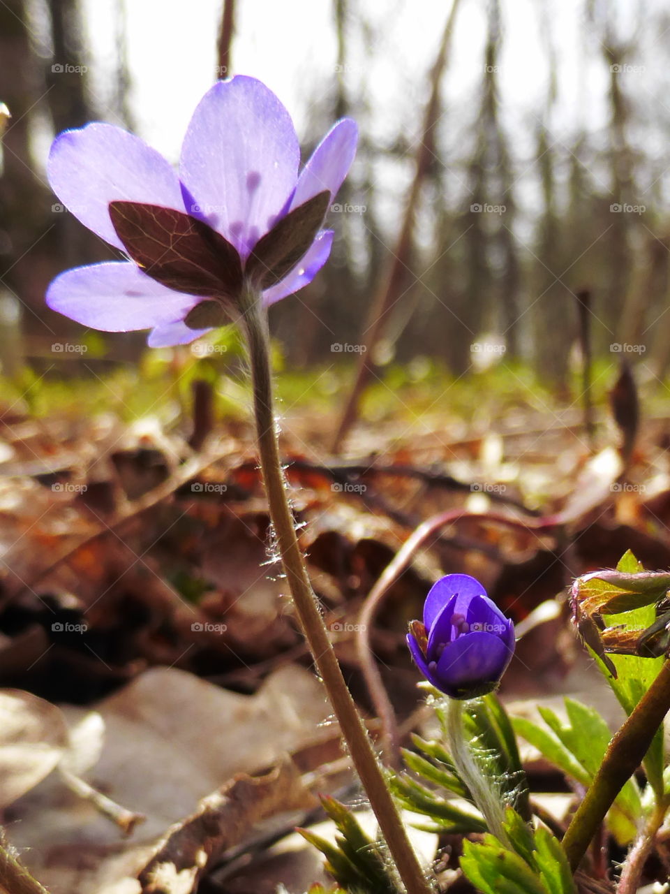 Close-up of purple flower