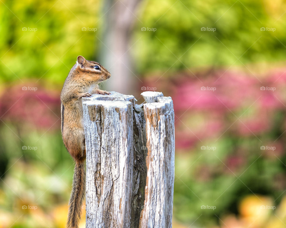 Chipmunk on a trunk at botanical garden during sunset