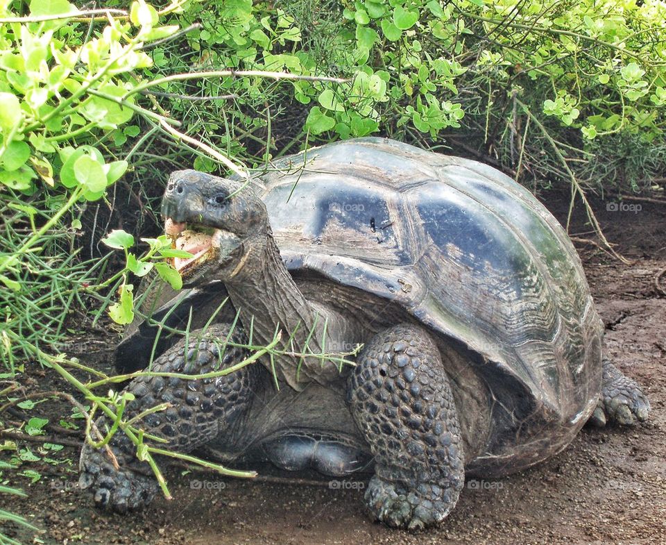 Galapagos Turtle eating