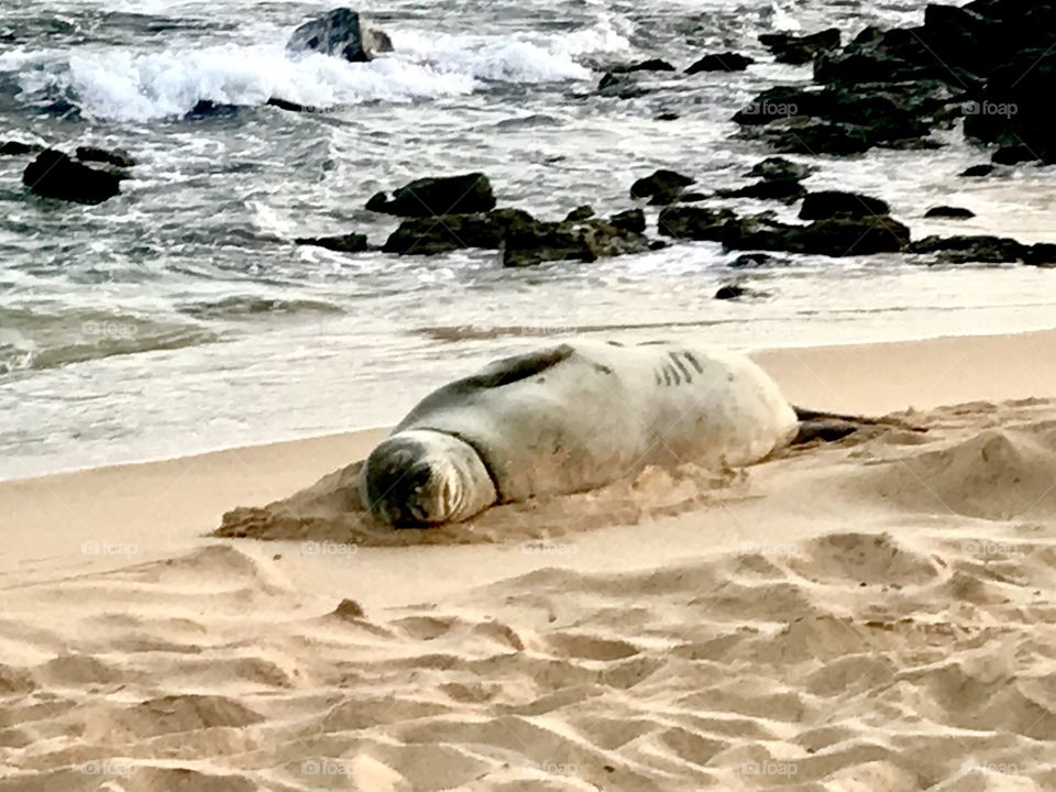 Dreaming Seal