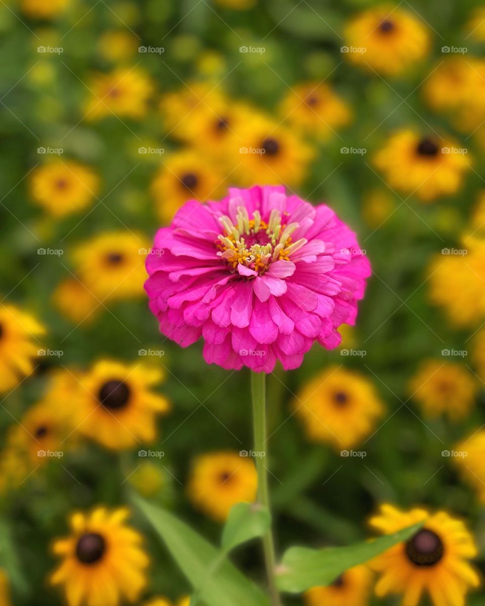 Pink and yellow flowers