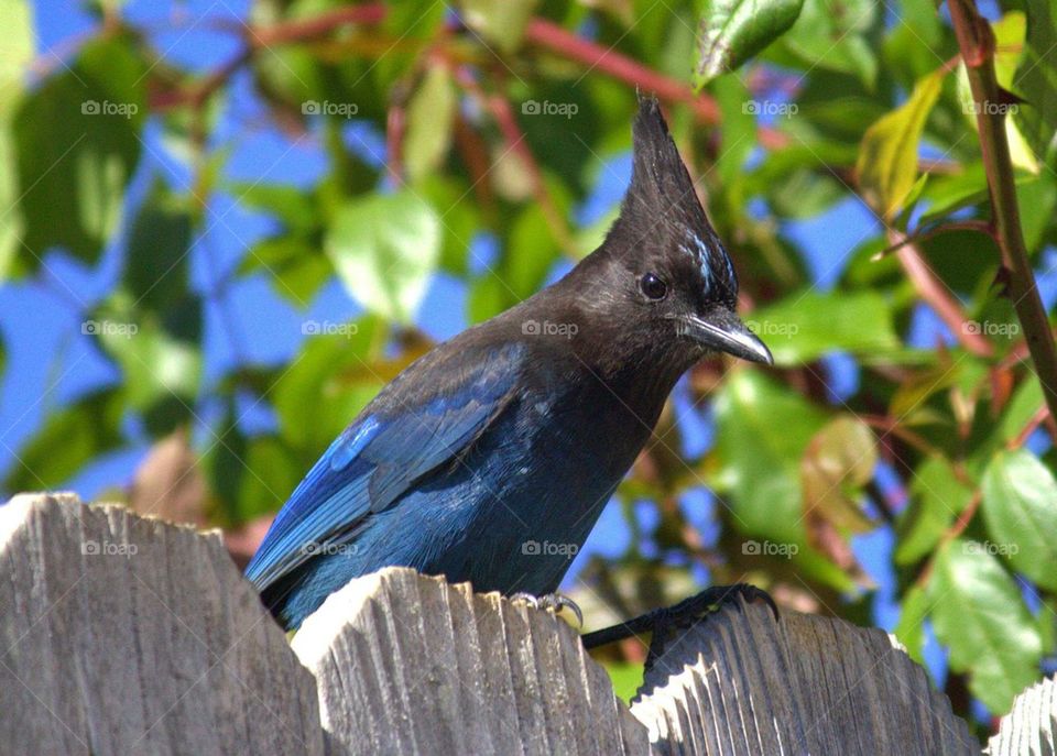 Blue jay bird perching on fence