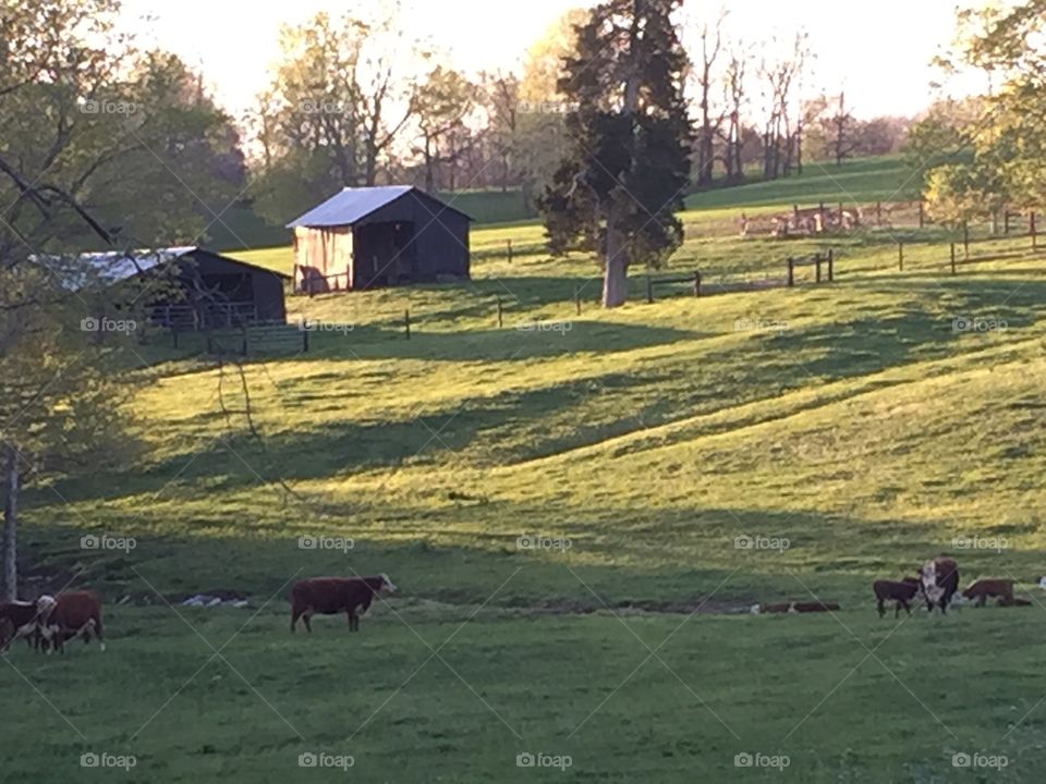 Cow calling calves home. I was driving on a country road in Tennessee when I heard loud mooing. Mama cow was calling baby cows!