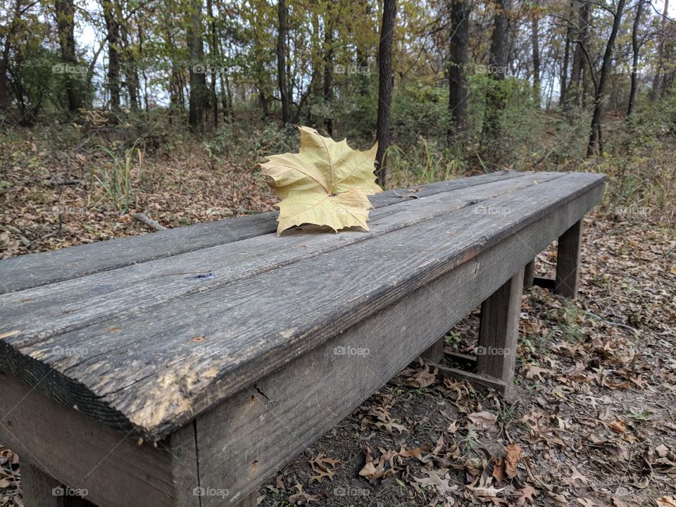 leaf on bench