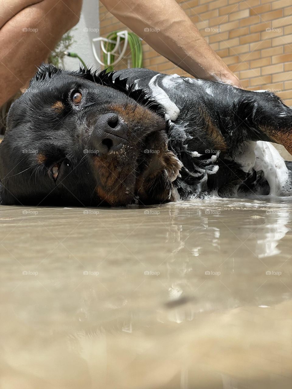 Dog bathing in summer